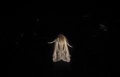 Agrotis innominata