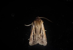 Agrotis innominata