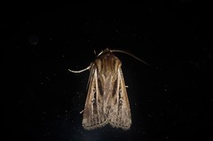 Agrotis innominata