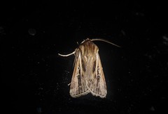 Agrotis innominata