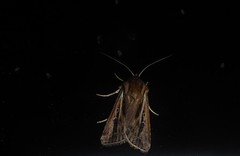 Agrotis innominata