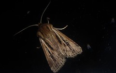 Agrotis innominata