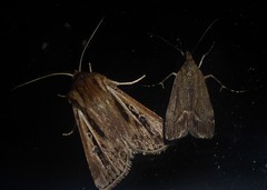 Agrotis innominata