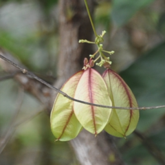 Cardiospermum grandiflorum image