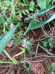 Symphyotrichum elliottii