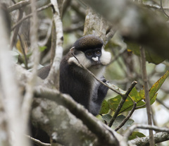 Cercopithecus ascanius schmidti