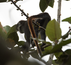 Cercopithecus ascanius schmidti