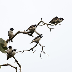 Spermestes fringilloides