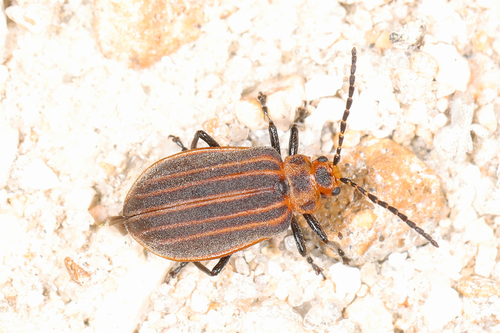 Skeletonizing leaf beetle photo 4