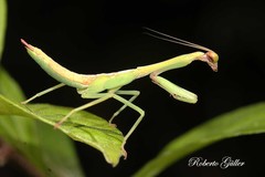 Parastagmatoptera unipunctata