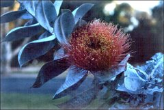 Eucalyptus macrocarpa