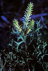 Petrophile shuttleworthiana