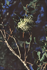 Hakea conchifolia