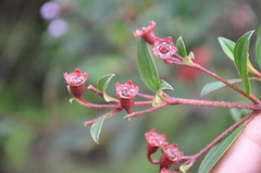 Andesanthus wurdackii