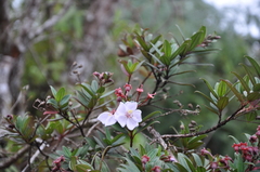 Andesanthus wurdackii