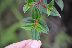 Andesanthus wurdackii