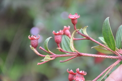 Andesanthus wurdackii