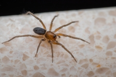 Liocranidae