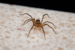 Liocranidae