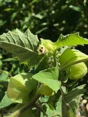 Physalis grisea