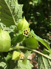 Physalis grisea