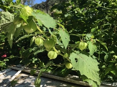 Physalis grisea