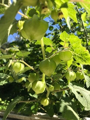 Physalis grisea