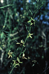 Anthocercis ilicifolia