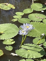 Nymphaea gigantea