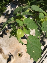 Physalis grisea