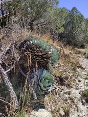 Agave parryi truncata