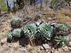 Agave parryi truncata