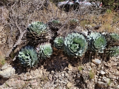 Agave parryi truncata