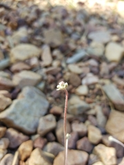 Eriogonum kennedyi austromontanum