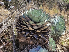 Agave parryi truncata