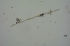 Bacillaria paxillifera