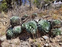 Agave parryi truncata