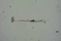 Bacillaria paxillifera