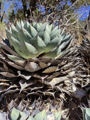 Agave parryi truncata