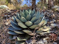 Agave parryi truncata