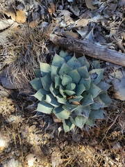 Agave parryi truncata