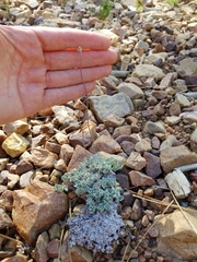 Eriogonum kennedyi austromontanum