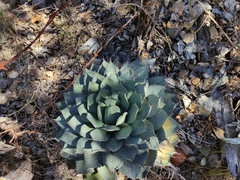 Agave parryi truncata