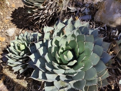 Agave parryi truncata