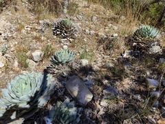 Agave parryi truncata