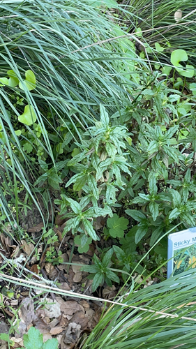 Sticky Monkey Flower foliage