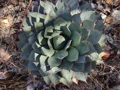 Agave parryi truncata