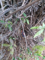 Huechys sanguinea