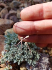 Eriogonum kennedyi austromontanum