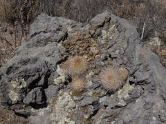 Bassariscus